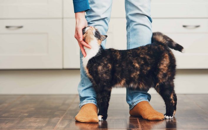 13 Issues You’re Doing To Make Your Cat Hate You